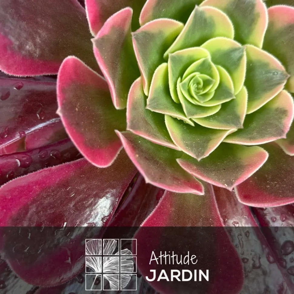 ATTITUDE JARDIN - Aeonium medusa - ↕ 35-40 cm - ⌀ 21 cm - cactus et plantes grasses