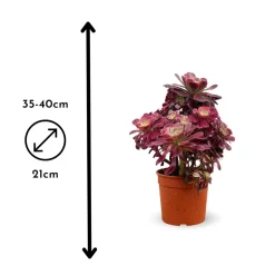 ATTITUDE JARDIN - Aeonium medusa - ↕ 35-40 cm - ⌀ 21 cm - cactus et plantes grasses