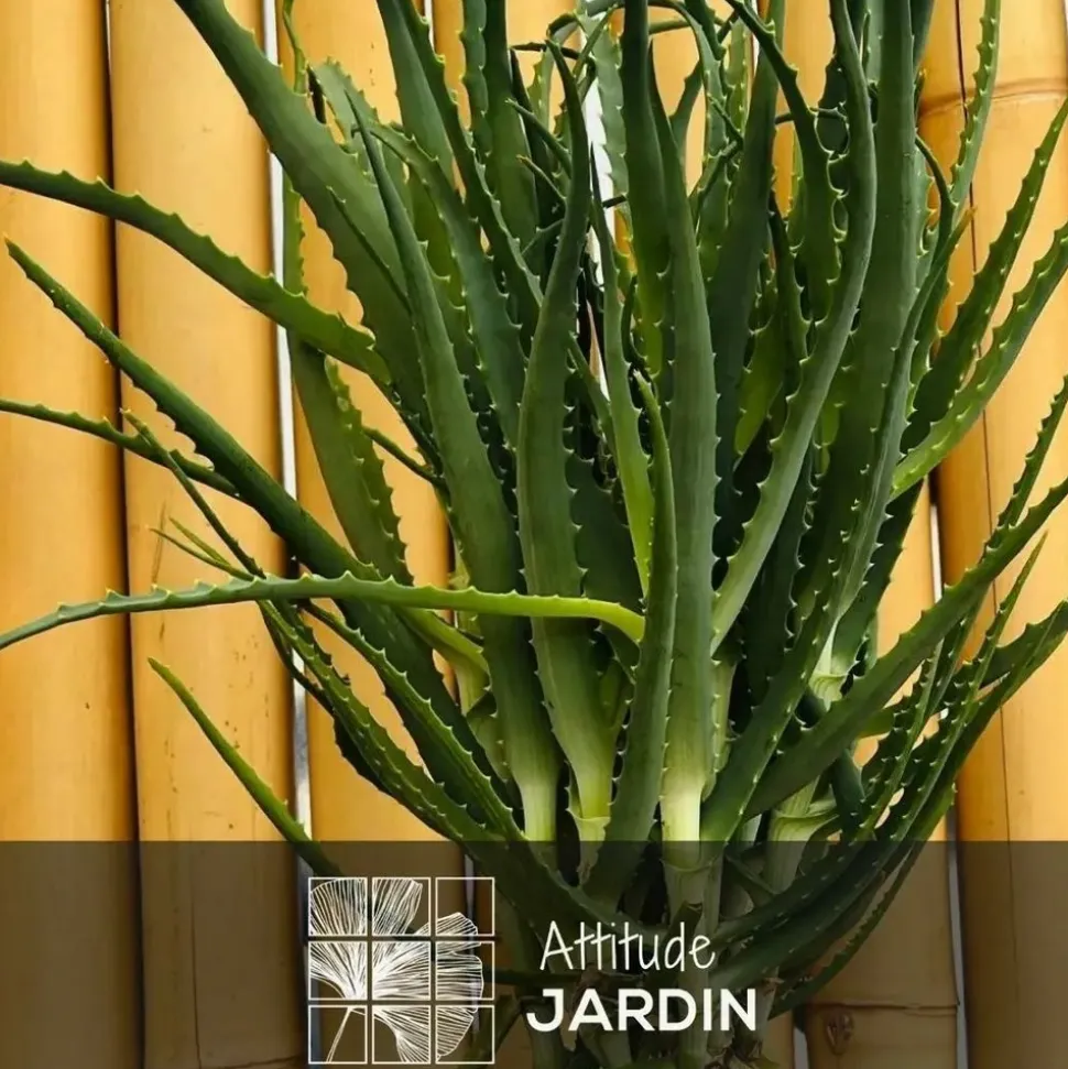 ATTITUDE JARDIN - Aloe arborescens - succulentes - ↕ 50-60 cm - ⌀ 17 cm - plante d'intérieur