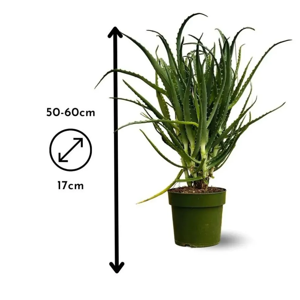 ATTITUDE JARDIN - Aloe arborescens - succulentes - ↕ 50-60 cm - ⌀ 17 cm - plante d'intérieur