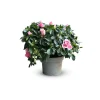 ATTITUDE JARDIN - Azalée indica - plante d'intérieur - ↕ 40-50 cm - ⌀ 18 cm - fleur rose