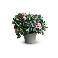 ATTITUDE JARDIN - Azalée indica - plante d'intérieur - ↕ 40-50 cm - ⌀ 18 cm - fleur rose