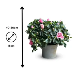 ATTITUDE JARDIN - Azalée indica - plante d'intérieur - ↕ 40-50 cm - ⌀ 18 cm - fleur rose