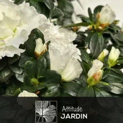 ATTITUDE JARDIN - Azalée indica tige - plante d'intérieur - ↕ 70-80 cm - ⌀ 19 cm - fleur blanche
