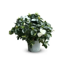 ATTITUDE JARDIN - Azalée indica - plante d'intérieur - ↕ 40-50 cm - ⌀ 18 cm - fleur blanche