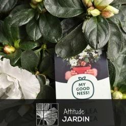 ATTITUDE JARDIN - Azalée indica - plante d'intérieur - ↕ 40-50 cm - ⌀ 18 cm - fleur blanche