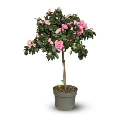 ATTITUDE JARDIN - Azalée indica tige - plante d'intérieur - ↕ 70-80 cm - ⌀ 19 cm - fleur rose