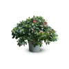 ATTITUDE JARDIN - Azalée indica - plante d'intérieur - ↕ 40-50 cm - ⌀ 18 cm - fleur rouge