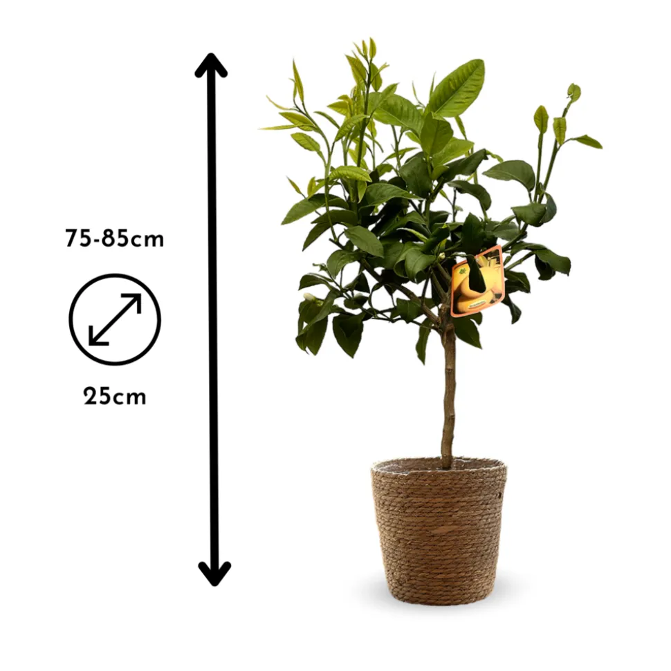 ATTITUDE JARDIN - Bergamote avec panier en jonc de mer - agrume méditerranéen - arbre fruitier - ↕ 75-85 cm - ⌀ 22 cm