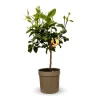 ATTITUDE JARDIN - Bergamote - agrume méditerranéen - arbre fruitier - ↕ 75-85 cm - ⌀ 22 cm
