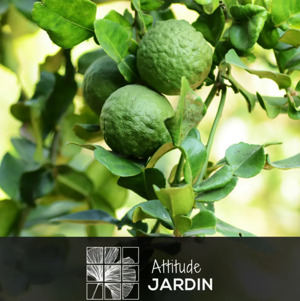 ATTITUDE JARDIN - Bergamote - agrume méditerranéen - arbre fruitier - ↕ 75-85 cm - ⌀ 22 cm