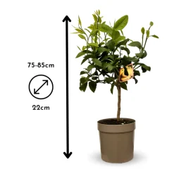 ATTITUDE JARDIN - Bergamote - agrume méditerranéen - arbre fruitier - ↕ 75-85 cm - ⌀ 22 cm