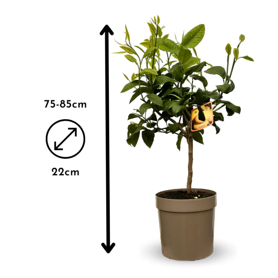 ATTITUDE JARDIN - Bergamote - agrume méditerranéen - arbre fruitier - ↕ 75-85 cm - ⌀ 22 cm
