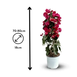 ATTITUDE JARDIN - Bougainvillier pyramide - plante fleurie - ↕ 70-80 cm - ⌀ 18 cm - plante d'extérieur - fleur fuchsia