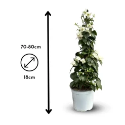 ATTITUDE JARDIN - Bougainvillier pyramide - plante fleurie - ↕ 70-80 cm - ⌀ 18 cm - plante d'extérieur - fleur blanche