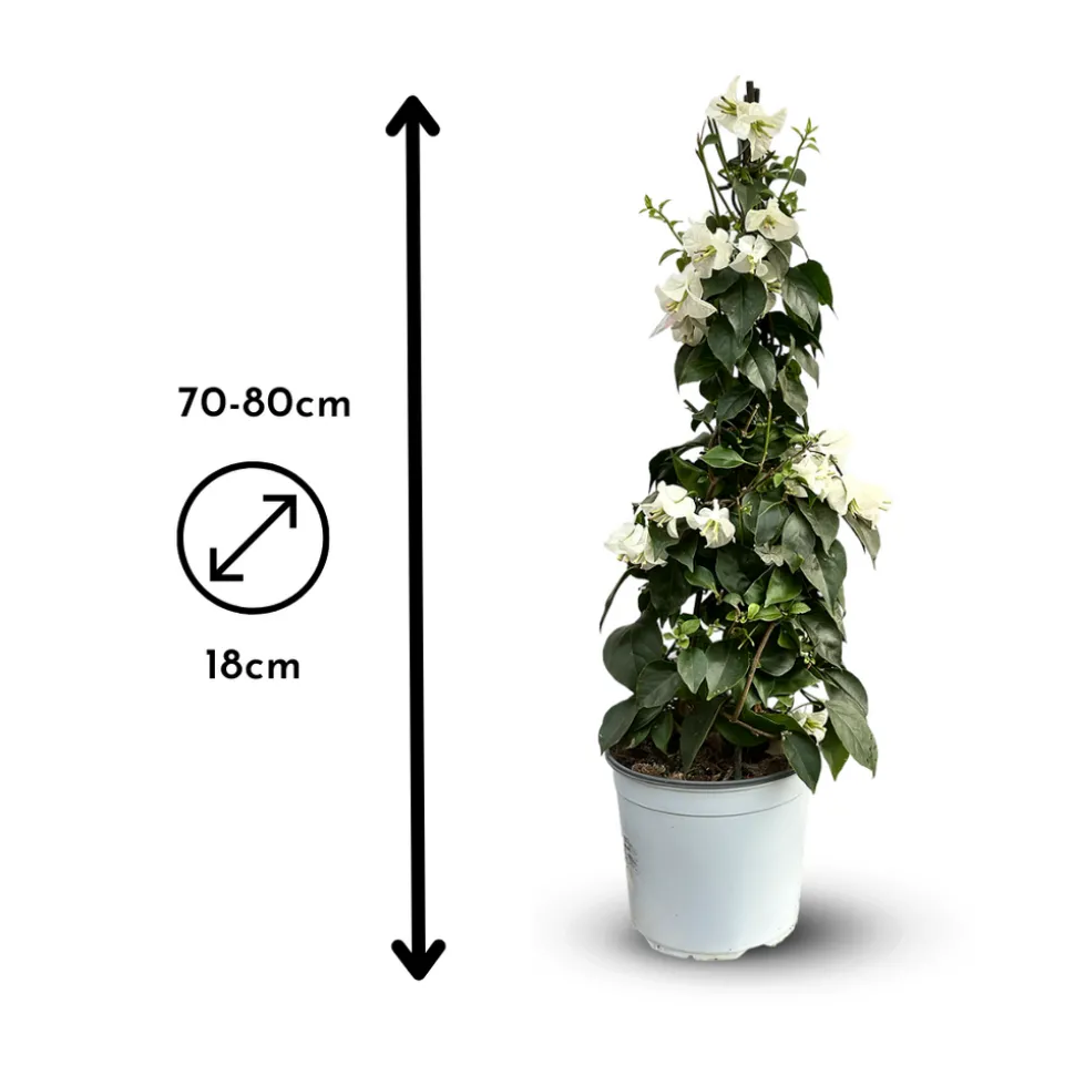 ATTITUDE JARDIN - Bougainvillier pyramide - plante fleurie - ↕ 70-80 cm - ⌀ 18 cm - plante d'extérieur - fleur blanche