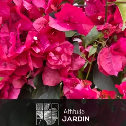 ATTITUDE JARDIN - Bougainvillier fushia palissé - plante fleurie - ↕ 80-90 cm - ⌀ 21 cm - plante d'extérieur