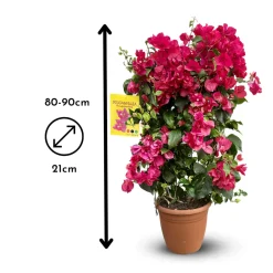ATTITUDE JARDIN - Bougainvillier fushia palissé - plante fleurie - ↕ 80-90 cm - ⌀ 21 cm - plante d'extérieur