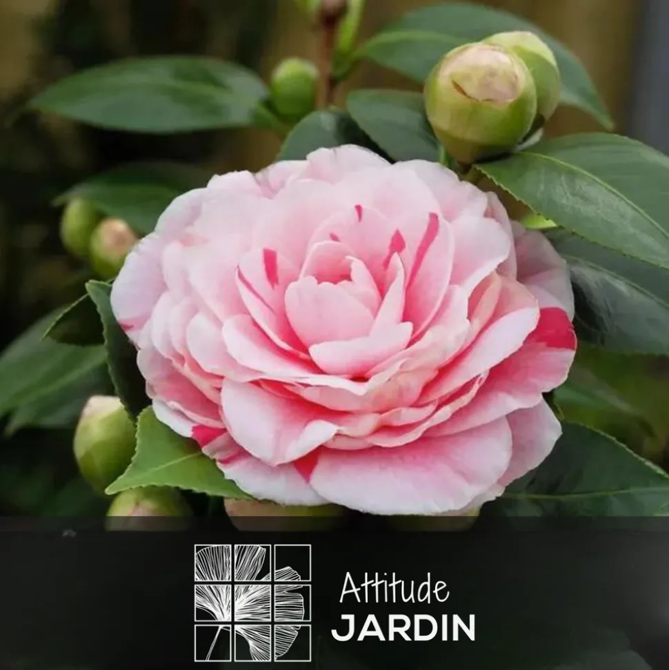 ATTITUDE JARDIN - Camellia japonica rose - plante fleurie - ↕ 50-60 cm - ⌀ 21 cm - plante d'extérieur