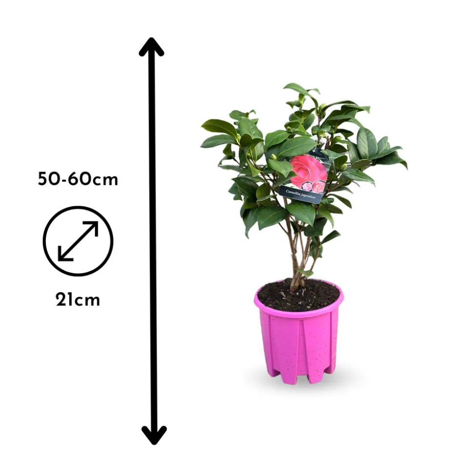 ATTITUDE JARDIN - Camellia japonica rose - plante fleurie - ↕ 50-60 cm - ⌀ 21 cm - plante d'extérieur