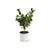 ATTITUDE JARDIN - Camellia japonica blanc - plante fleurie - ↕ 50-60 cm - ⌀ 21 cm - plante d'extérieur