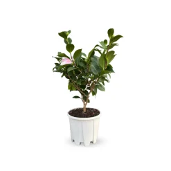 ATTITUDE JARDIN - Camellia japonica blanc - plante fleurie - ↕ 50-60 cm - ⌀ 21 cm - plante d'extérieur