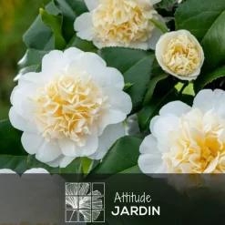 ATTITUDE JARDIN - Camellia japonica blanc - plante fleurie - ↕ 50-60 cm - ⌀ 21 cm - plante d'extérieur