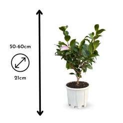 ATTITUDE JARDIN - Camellia japonica blanc - plante fleurie - ↕ 50-60 cm - ⌀ 21 cm - plante d'extérieur
