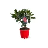 ATTITUDE JARDIN - Camellia japonica rouge - plante fleurie - ↕ 50-60 cm - ⌀ 21 cm - plante d'extérieur