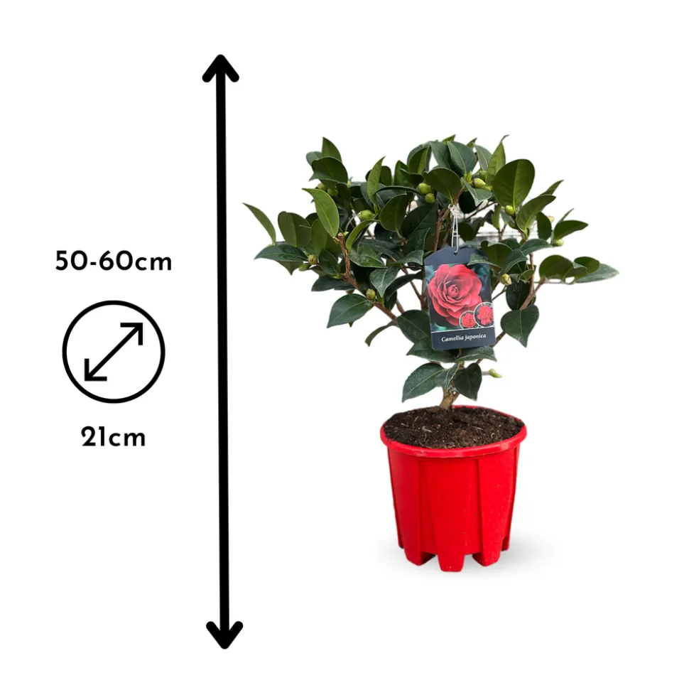 ATTITUDE JARDIN - Camellia japonica rouge - plante fleurie - ↕ 50-60 cm - ⌀ 21 cm - plante d'extérieur
