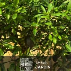 ATTITUDE JARDIN - Citron caviar rouge avec panier en jonc de mer - agrume méditerranéen - arbre fruitier - ↕ 50-60 cm - ⌀ 22 cm