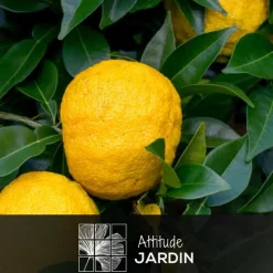 ATTITUDE JARDIN - Citronnier yuzu avec panier en jonc de mer - agrume méditerranéen - arbre fruitier - ↕ 75-85 cm - ⌀ 25 cm