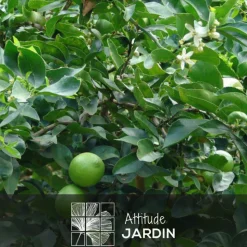 ATTITUDE JARDIN - Citronnier vert avec panier en jonc de mer - lime de Tahiti - agrume méditerranéen - arbre fruitier - ↕ 75-85 cm - ⌀ 25 cm