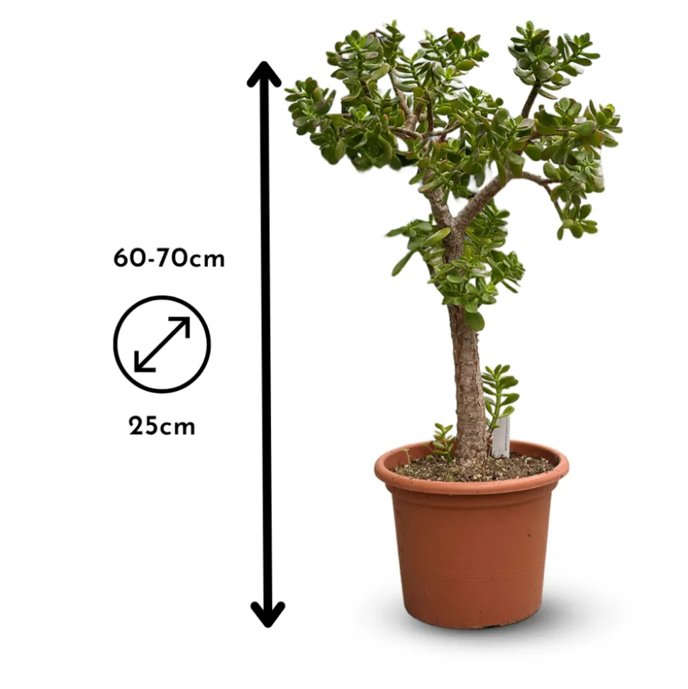 ATTITUDE JARDIN - Crassula ovata - arbre de jade - ↕ 80-90 cm - ⌀ 30 cm - cactus et plantes grasses