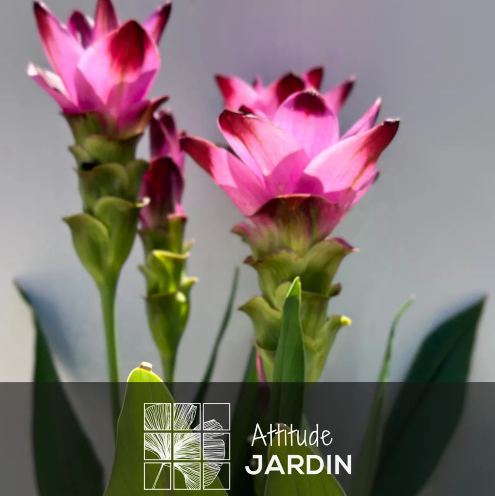 ATTITUDE JARDIN - Curcuma alismatifolia - curcuma d'ornement - ↕ 70-80 cm - ⌀ 16 cm - plante d'intérieur