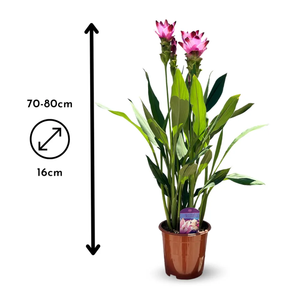 ATTITUDE JARDIN - Curcuma alismatifolia - curcuma d'ornement - ↕ 70-80 cm - ⌀ 16 cm - plante d'intérieur