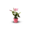 ATTITUDE JARDIN - Dipladenia - plante fleurie - ↕ 20-30 cm - ⌀ 10,5 cm - plante d'intérieur & extérieur - fleur rose