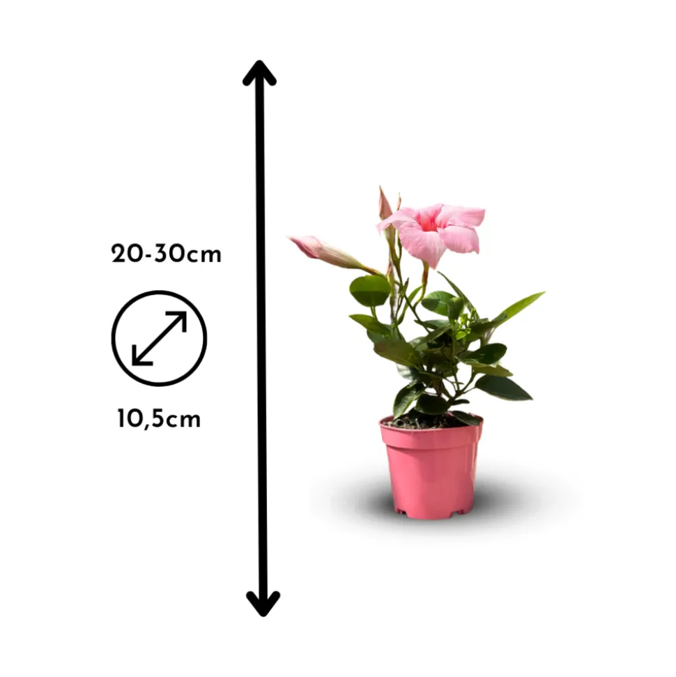 ATTITUDE JARDIN - Dipladenia - plante fleurie - ↕ 20-30 cm - ⌀ 10,5 cm - plante d'intérieur & extérieur - fleur rose