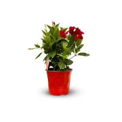 ATTITUDE JARDIN - Dipladenia touffe - plante fleurie - ↕ 40-50 cm - ⌀ 17 cm - plante d'intérieur & extérieur - fleur rouge