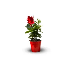 ATTITUDE JARDIN - Dipladenia - plante fleurie - ↕ 20-30 cm - ⌀ 10,5 cm - plante d'intérieur & extérieur - fleur rouge