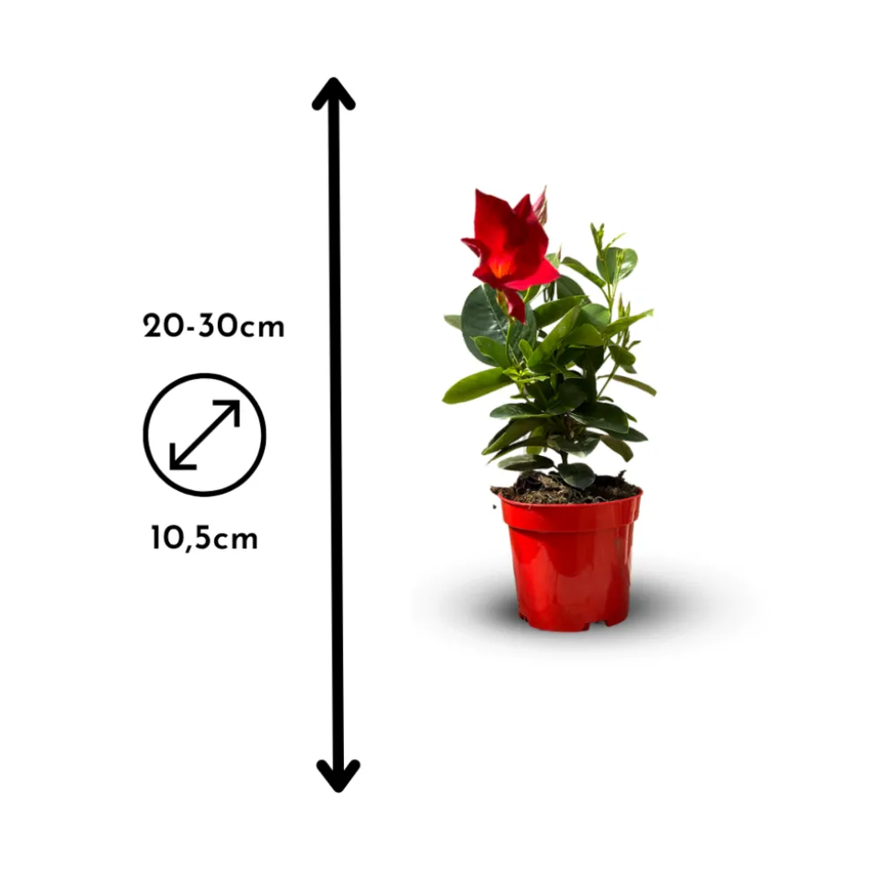 ATTITUDE JARDIN - Dipladenia - plante fleurie - ↕ 20-30 cm - ⌀ 10,5 cm - plante d'intérieur & extérieur - fleur rouge