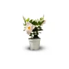 ATTITUDE JARDIN - Dipladenia - plante fleurie - ↕ 20-30 cm - ⌀ 10,5 cm - plante d'intérieur & extérieur - fleur blanche