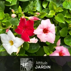 ATTITUDE JARDIN - Dipladenia - plante fleurie - ↕ 20-30 cm - ⌀ 10,5 cm - plante d'intérieur & extérieur - fleur blanche