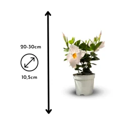 ATTITUDE JARDIN - Dipladenia - plante fleurie - ↕ 20-30 cm - ⌀ 10,5 cm - plante d'intérieur & extérieur - fleur blanche