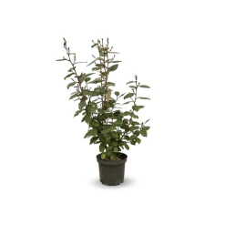 ATTITUDE JARDIN - Eleagnus ebbingei- plantes de haies - ↕ 50-60 cm - ⌀ 20 cm - plante d'extérieur