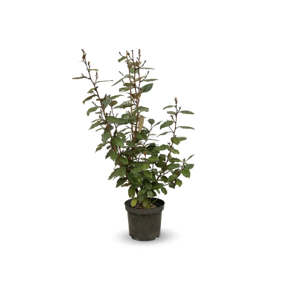 ATTITUDE JARDIN - Eleagnus ebbingei- plantes de haies - ↕ 50-60 cm - ⌀ 20 cm - plante d'extérieur