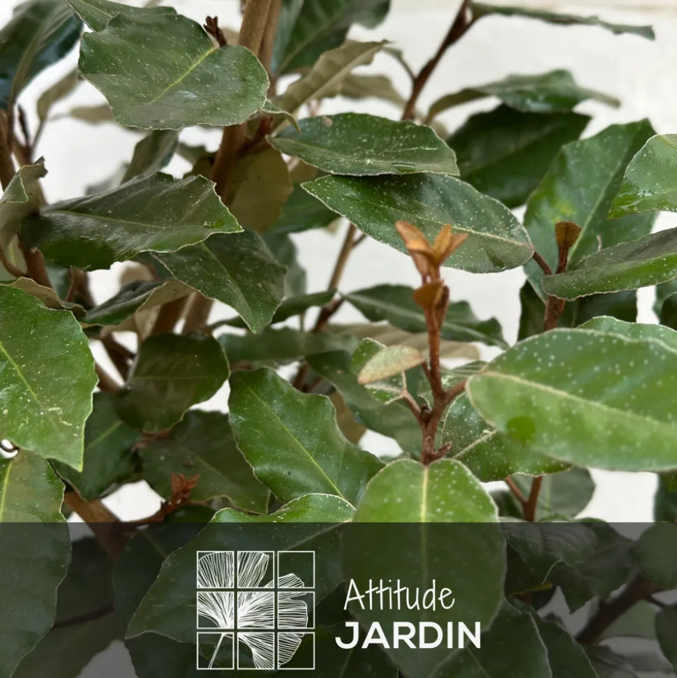 ATTITUDE JARDIN - Eleagnus ebbingei- plantes de haies - ↕ 50-60 cm - ⌀ 20 cm - plante d'extérieur
