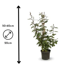 ATTITUDE JARDIN - Eleagnus ebbingei- plantes de haies - ↕ 50-60 cm - ⌀ 20 cm - plante d'extérieur