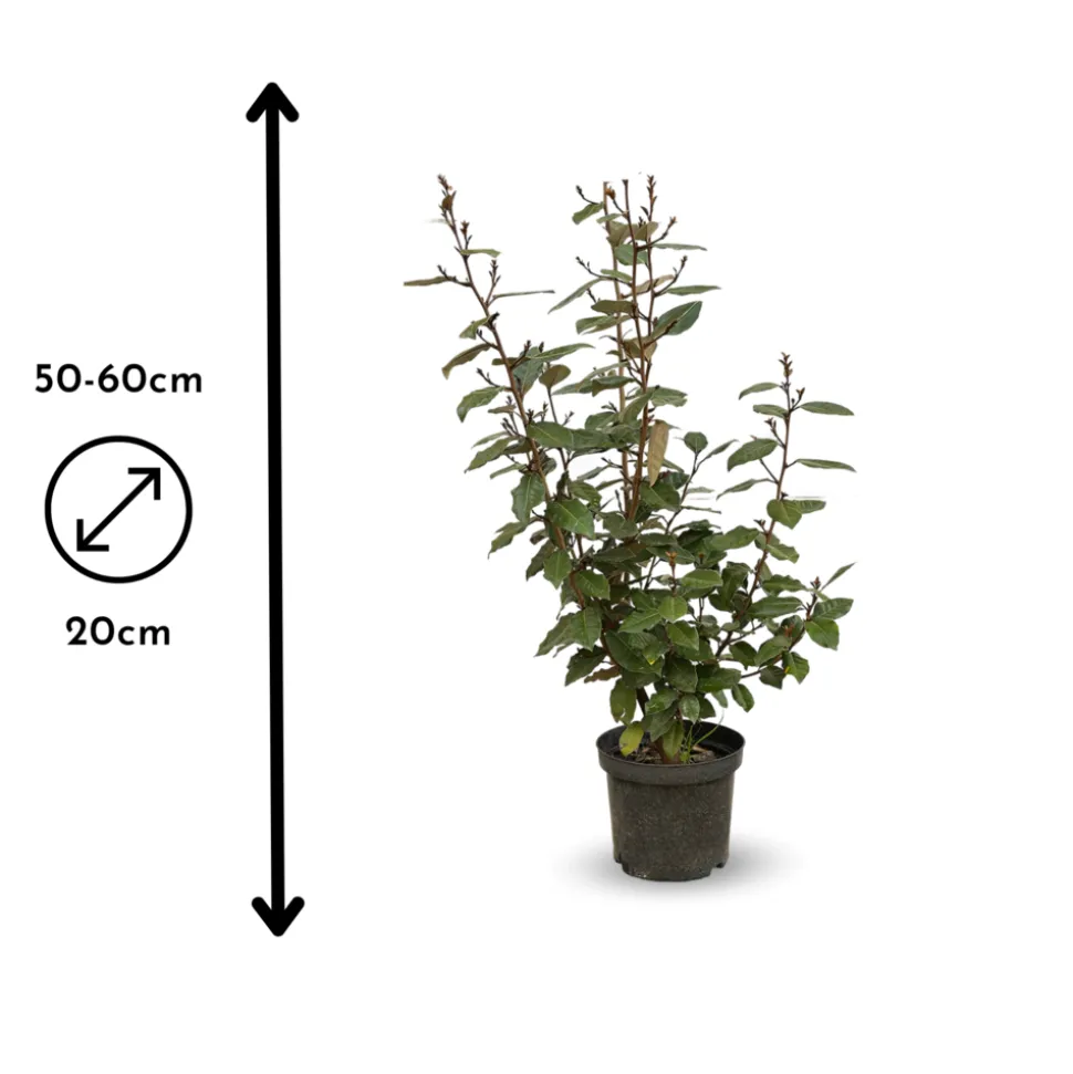 ATTITUDE JARDIN - Eleagnus ebbingei- plantes de haies - ↕ 50-60 cm - ⌀ 20 cm - plante d'extérieur