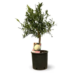 ATTITUDE JARDIN - Eremorange - agrume méditerranéen - arbre fruitier - ↕ 75-85 cm - ⌀ 22 cm